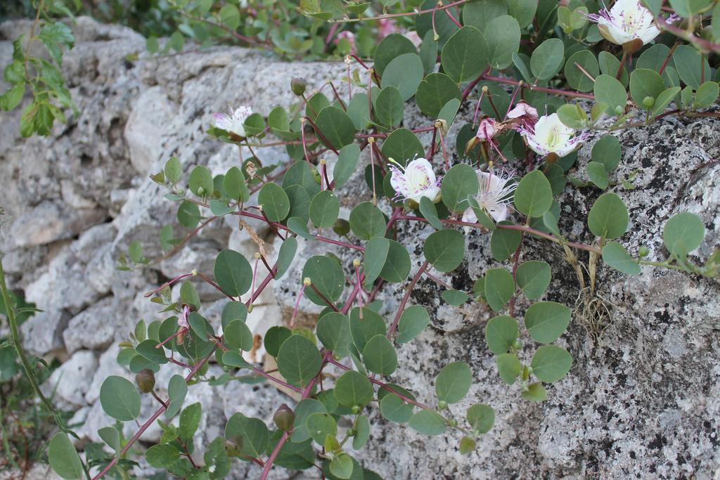 La Casa Del Nonno Bed & Breakfast Alberobello Exterior photo
